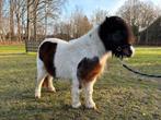 Te koop bruin bonte drachtige shetllander, Merrie