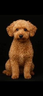 toypoedel dekreu rood 27 cm, Parvo, Reu, Eén hond, 3 tot 5 jaar