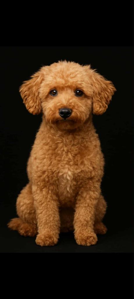 toypoedel dekreu rood 27 cm, Dieren en Toebehoren, Honden | Dekreuen, Reu, Fokker | Hobbymatig, Eén hond, Nederland, 3 tot 5 jaar