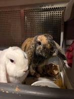 Hangoor konijnen, Dieren en Toebehoren, Konijnen, Meerdere dieren, Middelgroot, Hangoor, 0 tot 2 jaar