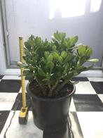 GROTE CRASSULA OVATA, Huis en Inrichting, Ophalen, Overige soorten, Minder dan 100 cm
