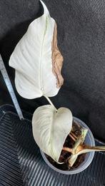 Zeldzame Monstera Deliciosa Variegata Albo - Full Moon, Huis en Inrichting, Kamerplanten, Ophalen, Halfschaduw, Minder dan 100 cm