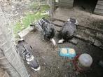 2 Kalkoenen te koop, Dieren en Toebehoren, Pluimvee, Meerdere dieren, Kalkoen
