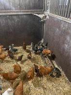Mooie jongen kippen, Dieren en Toebehoren, Pluimvee, Meerdere dieren, Kip