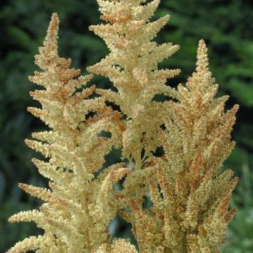 Amaranthus Autumn"s Touch zaden, Tuin en Terras, Bloembollen en Zaden, Zaad, Voorjaar, Volle zon, Ophalen of Verzenden