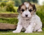 Kennel de Hoeve  prachtige, speels  en sociale puppies, Dieren en Toebehoren, Parvo, Nederland, Overige rassen, 8 tot 15 weken