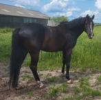 Dressuurpaarden, Dieren en Toebehoren, Paarden, Met stamboom, Dressuurpaard, 3 tot 6 jaar, L