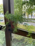 Stunning and Lush Sierasperge Plant (Asparagus Fern), Ophalen, Halfschaduw, In pot, Minder dan 100 cm