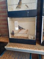 Rijstvogel wildkleur maart en april 2025, Dieren en Toebehoren, Vogels | Overige Vogels, Meerdere dieren