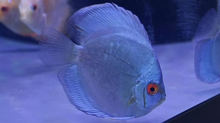 schitterende discus, de mooiste discusvissen!, Dieren en Toebehoren, Vissen | Aquariumvissen, Vis