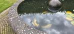 Koi Karpers, Dieren en Toebehoren, Vissen | Vijvervissen, Karper of Koi