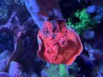 Ultra red Chalice, Dieren en Toebehoren, Vissen | Aquariumvissen, Overige typen
