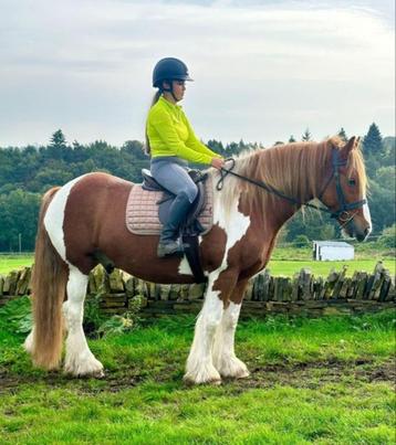 Bijrijder gezocht voor tinker.