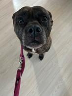 Oppas gezocht voor hond (logeren)  (tegen betaling), 6 jaar of ouder, Overige rassen, Teef, Parvo