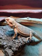N.O.T.K. Terraria met baardagamen, Dieren en Toebehoren, Reptielen en Amfibieën, Hagedis, Met terrarium, 3 tot 6 jaar