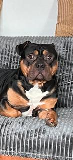 Te koop American Bully van 22 maanden , Reu ., Rabiës (hondsdolheid), Reu, 1 tot 2 jaar, Eén hond