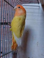 Agapornis roseicollis, Geslacht onbekend, Dwergpapegaai of Agapornis, Geringd