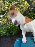 Lieve Jack Russell Terrier reu zoekt teefje - dekreu, Dieren en Toebehoren, Honden | Dekreuen, Parvo, België, Particulier, Reu
