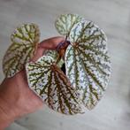 Begonia Snowcap - Stippenplant, Overige soorten, In pot, Minder dan 100 cm, Groene kamerplant