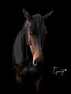 Lieve recreatieve merrie te koop, Dieren en Toebehoren, Merrie, Minder dan 160 cm, Niet van toepassing, Ontwormd