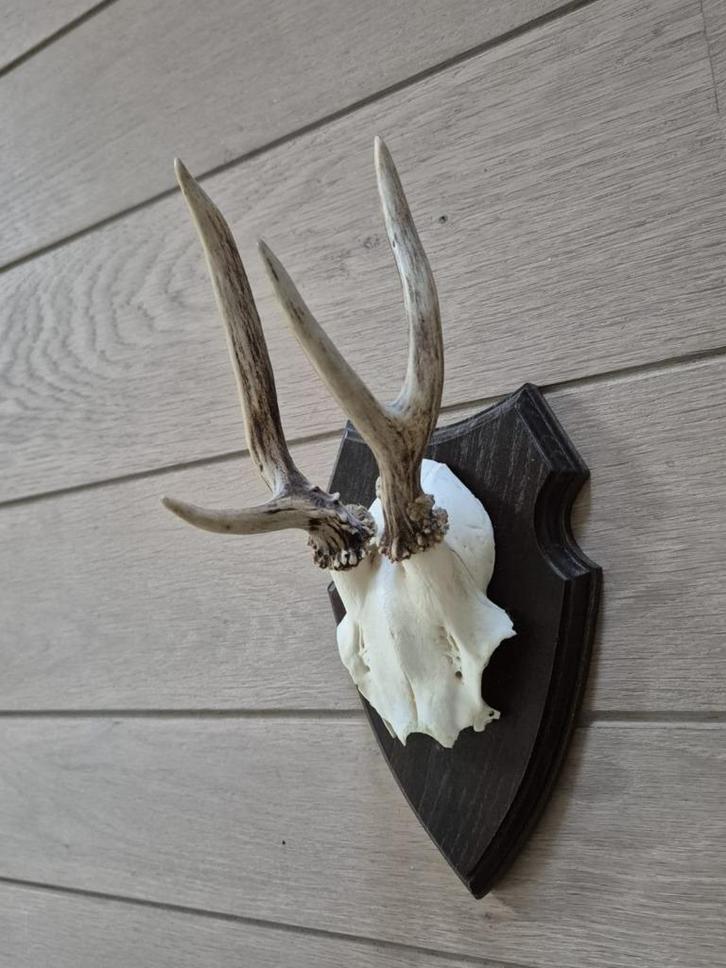 Ree Gewei op trofee plank jacht mancave overkapping d94, Verzamelen, Dierenverzamelingen, Gebruikt, Gewei of Kop, Hert, Ophalen of Verzenden