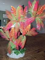 Nieuwe aquarium plant, Ophalen of Verzenden, Nieuw, Plant(en), Steen of Hout