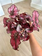 Begonia Rex „Kohala Red“ #1, Bloeiende kamerplant, Ophalen, Overige soorten, Minder dan 100 cm