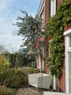 Eucalyptus boom ruim 3 meter hoog, Tuin en Terras, Planten | Bomen, Bloeit niet, Overige soorten, 250 tot 400 cm, Ophalen