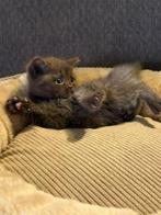 Prachtige Britse Korthaar Kittens, Meerdere dieren, Ontwormd, 0 tot 2 jaar