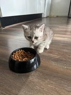 British Short Hair-Male kitten, Dieren en Toebehoren, Katten en Kittens | Overige Katten, Poes