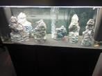 Aquarium juwel rio 240, Dieren en Toebehoren, Vissen | Aquaria en Toebehoren, Ophalen, Zo goed als nieuw, Gevuld zoetwateraquarium