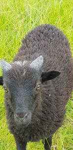 Ouessant rammen, Dieren en Toebehoren, Mannelijk, Schaap, 0 tot 2 jaar