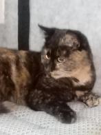 Jonge schildpad poesje zoekt nieuw thuis, Dieren en Toebehoren, Poes, Gechipt, 0 tot 2 jaar