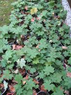 ooievaarsbek groenblijvende bodembedekker vaste geranium, Ophalen, Bodembedekkers, Vaste plant, Halfschaduw