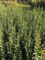 Liguster ovalifolium - Ligustrum, Ophalen, Liguster, 100 tot 250 cm