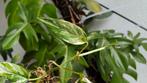 Epipremnum pinnatum variegata | 1x rooted cutting, Huis en Inrichting, Kamerplanten, Ophalen of Verzenden, Minder dan 100 cm, Groenteplant