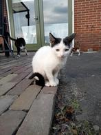 Lieve kittens, Dieren en Toebehoren, Katten en Kittens | Raskatten | Langhaar, Meerdere dieren, 0 tot 2 jaar