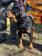 Rottweiler Floora Ter adoptie! SPOED!, Dieren en Toebehoren, 6 jaar of ouder, Particulier, Rabiës (hondsdolheid), Buitenland