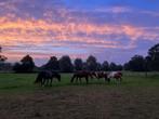 Weidegang (omgeving Heeze), Weidegang, 2 of 3 paarden of pony's