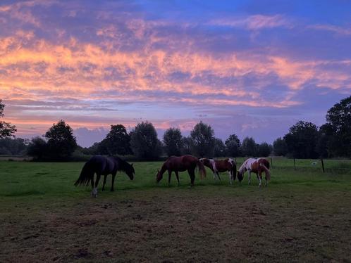 Weidegang (omgeving Heeze), Dieren en Toebehoren, Stalling en Weidegang, Weidegang, 2 of 3 paarden of pony's