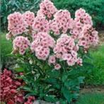 Vlambloem stekken, Volle zon, Vaste plant, Zomer, Ophalen