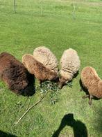 Jonge Ouessant ram (schaap), Dieren en Toebehoren, Schapen, Geiten en Varkens, Mannelijk, Schaap, 0 tot 2 jaar