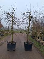 Oude laagstam karakteristieke jonagold fruitbomen appel, Lente, In pot, Ophalen of Verzenden, Halfschaduw