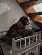 Dekreu cavalier king Charles spaniel ruby, Dieren en Toebehoren, Honden | Dekreuen, Particulier, 3 tot 5 jaar, Reu, Nederland