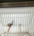 Maskeramadine, Dieren en Toebehoren, Vogels | Overige Vogels, Mannelijk, Tropenvogel, Geringd