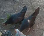 2 australorp krielkippen, Dieren en Toebehoren, Pluimvee, Vrouwelijk, Kip
