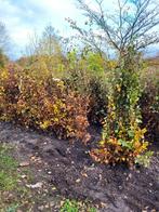 Beuken voor de haag , haagbeuk , beukenhaag, Ophalen, Beukenhaag, 100 tot 250 cm