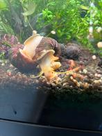 Baby appelslakken, Dieren en Toebehoren, Vissen | Aquariumvissen, Slak of Weekdier
