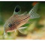 corydoras julli €4,95, Vis, Zoetwatervis