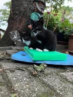 Lieve boerderij kittens te koop., Dieren en Toebehoren, Katten en Kittens | Overige Katten, Meerdere dieren, 0 tot 2 jaar
